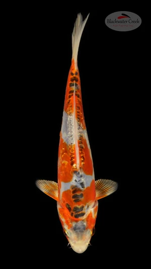 Shusui 7 inches [ED20-42026-9]