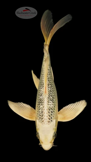 Gin Matsuba 7 inches [ED21-42026-4]