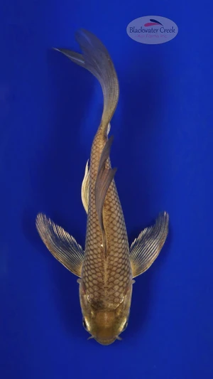 Soragoi 5-6 inches [E26-T135-2]