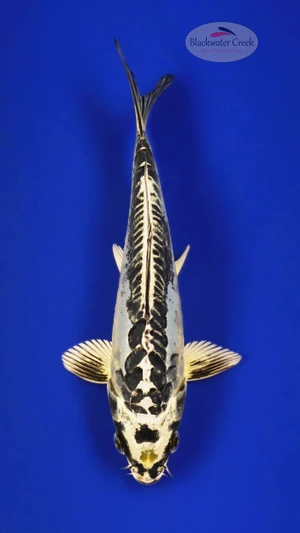 Kikokuryu 5-6 inches [E26-T136-8]