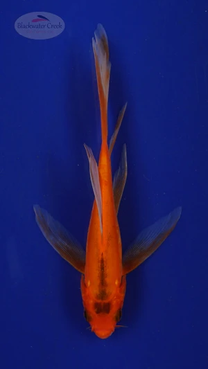Koi 273 3-4 inches [PW-T2-273]