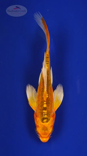 Koi 282 3-4 inches [PW-T2-282]