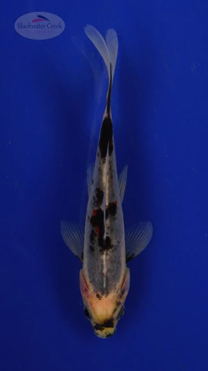 Goldfish 283 3-4 inches [PW-T2-283]