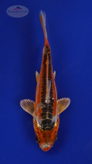 Koi 286 3-4 inches [PW-T2-286]
