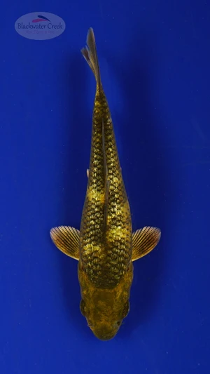 Koi 288 3-4 inches [PW-T2-288]