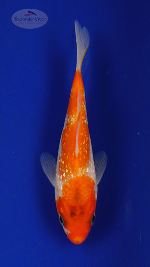 Koi 294 3-4 inches [PW-T3-294]