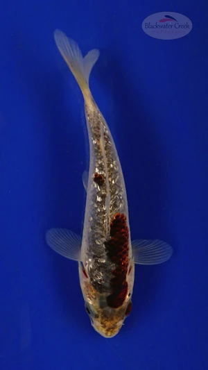 Koi 295 3-4 inches [PW-T3-295]