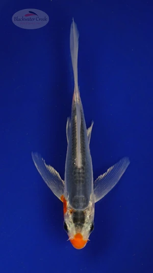 Koi 296 3-4 inches [PW-T3-296]