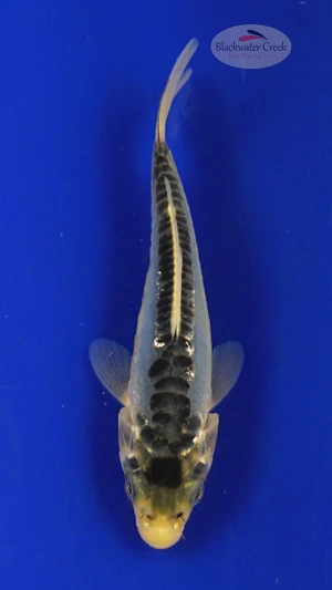 Koi 319 3-4 inches [PW-T4-319]