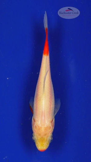 Goldfish 321 3-4 inches [PW-T4-321]
