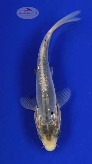 Koi 324 3-4 inches [PW-T4-324]