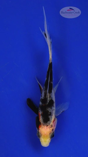Goldfish 333 3-4 inches [PW-T5-333]