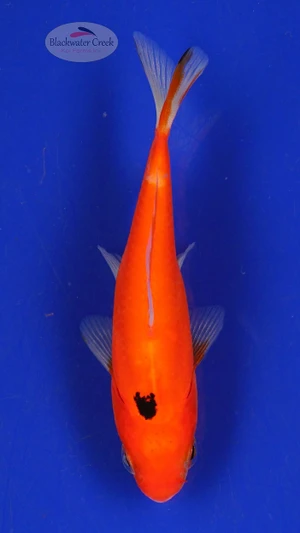 Goldfish 350 3-4 inches [PW-T5-350]