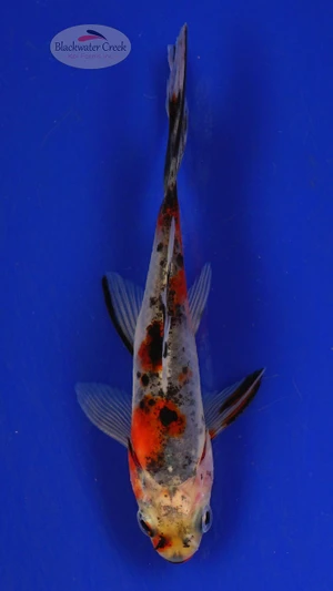 Goldfish 357 3-4 inches [PW-T5-357]