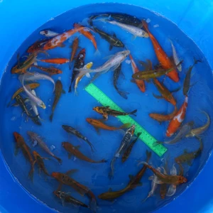 Super Koi Deal #8 Qty 50 [SKD8-43026] 4-7 inches