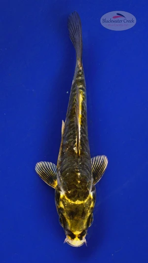 Koi 391 3-4 inches [PW-T24-391]