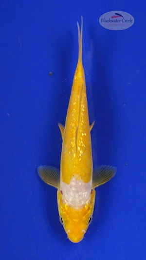 Fish 397 3-4 inches [PW-T24-397]