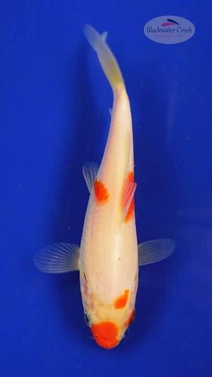 Koi 402 3-4 inches [PW-T25-402]