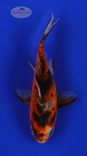Goldfish 413 3-4 inches [PW-T25-413]
