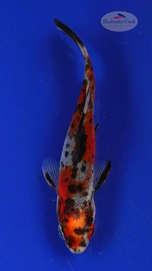 Goldfish 418 3-4 inches [PW-T25-418]