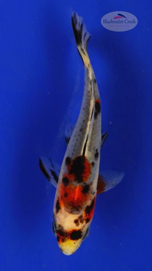 Goldfish 420 3-4 inches [PW-T25-420]