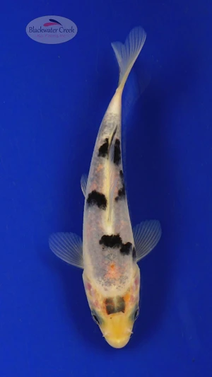 Koi 423 3-4 inches [PW-T26-423]
