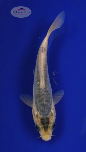 Koi 425 3-4 inches [PW-T26-425]