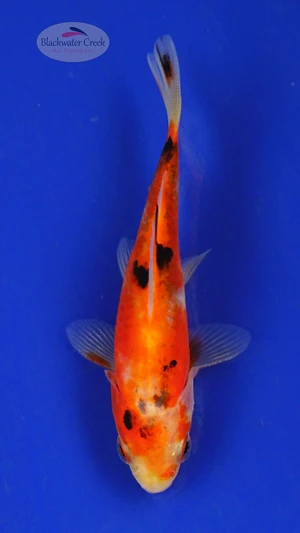 Goldifsh 427 3-4 inches [PW-T26-427]