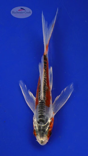 Koi 434 3-4 inches [PW-T26-434]