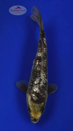 Matsukawabake 6-7 inches [F26-T12-5]