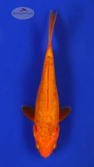 Warm Chagoi 5-6 inches [F26-T16-6]