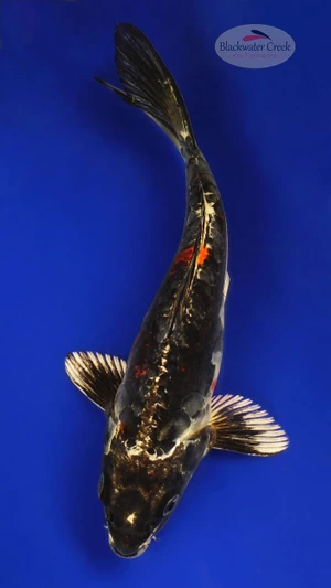 Beni Kikokuryu 6-7 inches [F26-T33-2]