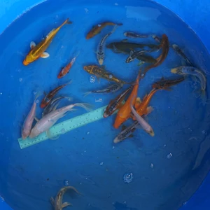 Super Koi Deal #27 Qty 25 [SKD27-5726] 3-7 inches
