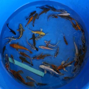 Super Koi Deal #28 Qty 50 [SKD28-5726] 3-7 inches