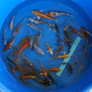 Super Koi Deal #30 Qty 50 [SKD30-5726] 3-7 inches