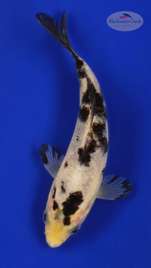 Bekko 5-6 inches [F26-T142-5]