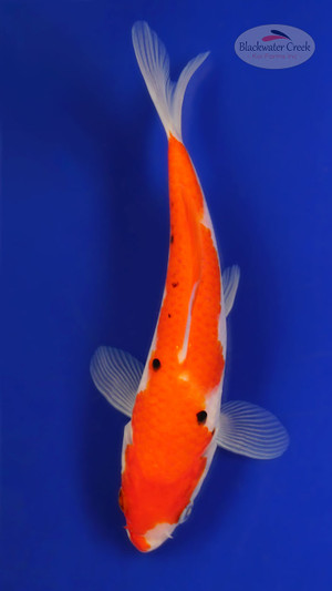 Sanke 5-6 inches [F26-T142-7]