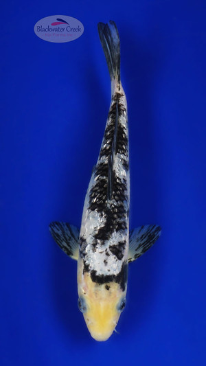 Grin Rin Bekko 6-7 inches [F26-T149-1]