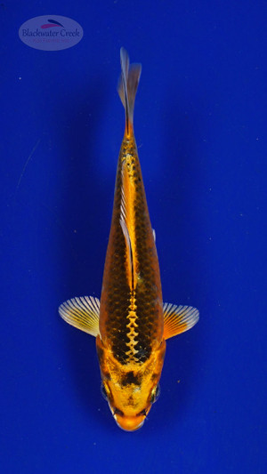 Koi 449 3-4 inches [PW-T27-449]