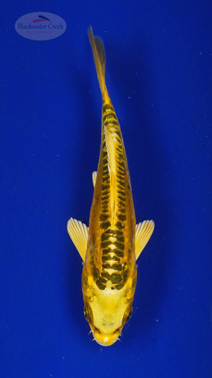 Koi 459 3-4 inches [PW-T28-459]