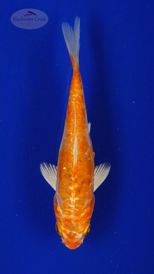 Koi 461 3-4 inches [PW-T28-461]