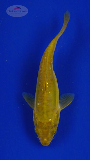 Koi 464 3-4 inches [PW-T28-464]