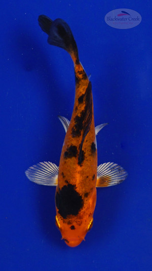 Koi 468 3-4 inches [PW-T28-468]