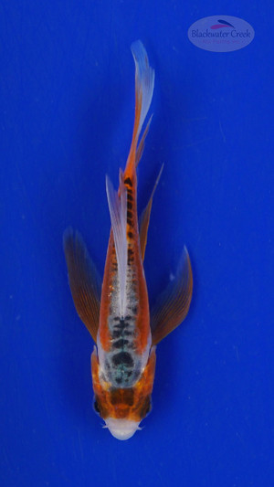 Koi 472 3-4 inches [PW-T28-472]