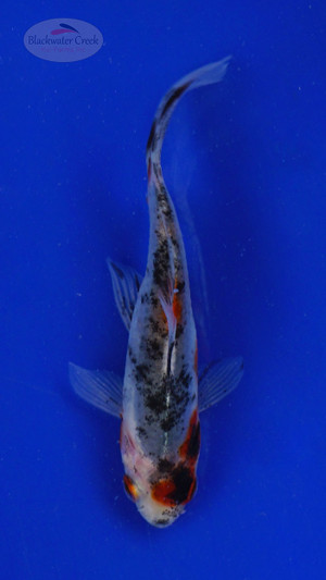 Goldfish 483 3-4 inches [PW-T29-483]