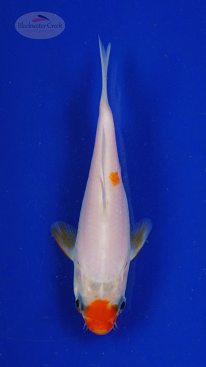 Koi 485 3-4 inches [PW-T30-485]