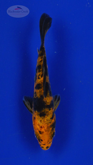 Koi 497 3-4 inches [PW-T30-497]
