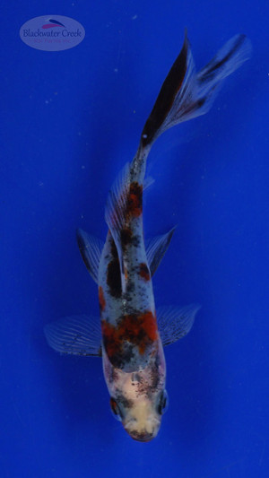 Goldfish 500 3-4 inches [PW-T30-500]
