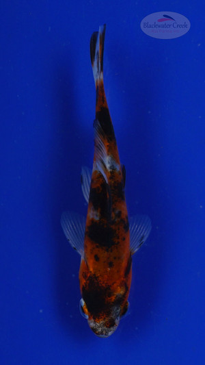 Goldfish 509 3-4 inches [PW-T7-509]