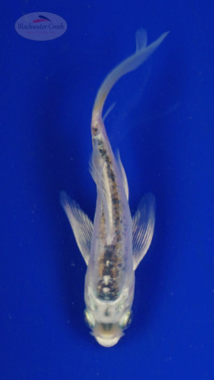 Koi 510 3-4 inches [PW-T7-510]